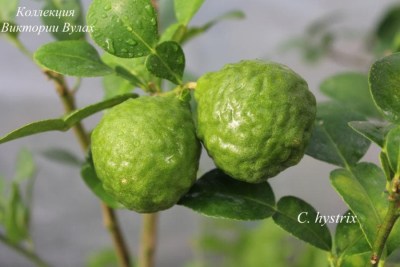 C. hystrix - 